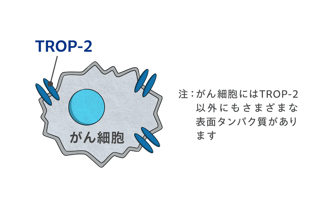 トリプルネガティブ乳がんとTROP-2