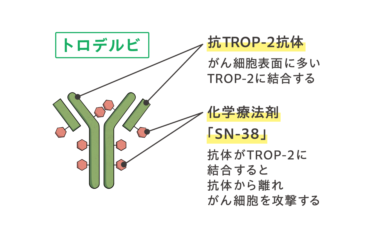 トロデルビの構造