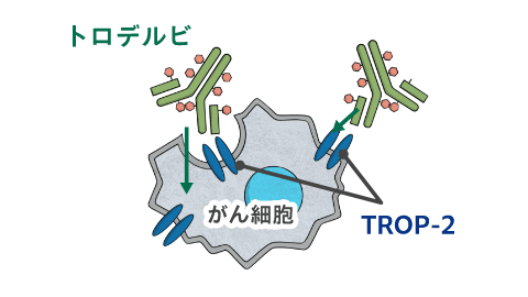 がん細胞内に取り込まれる