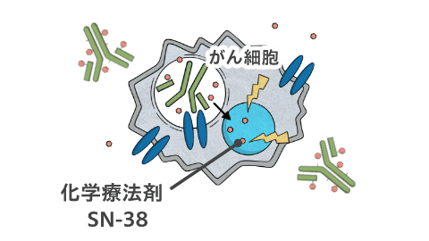 がん細胞を攻撃する