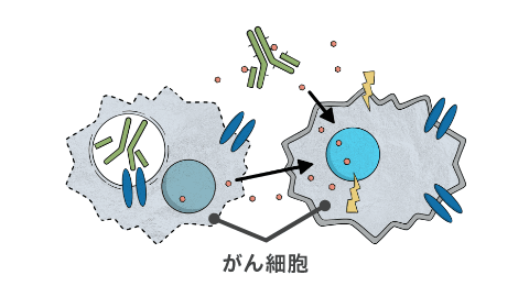 周囲のがん細胞も攻撃する